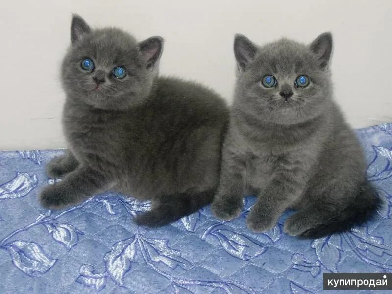 Когда у котят открываются глаза. Авито кошки недвижимость. Авито котята. Кошки миасс авито. Авито кошки недвижимость.
