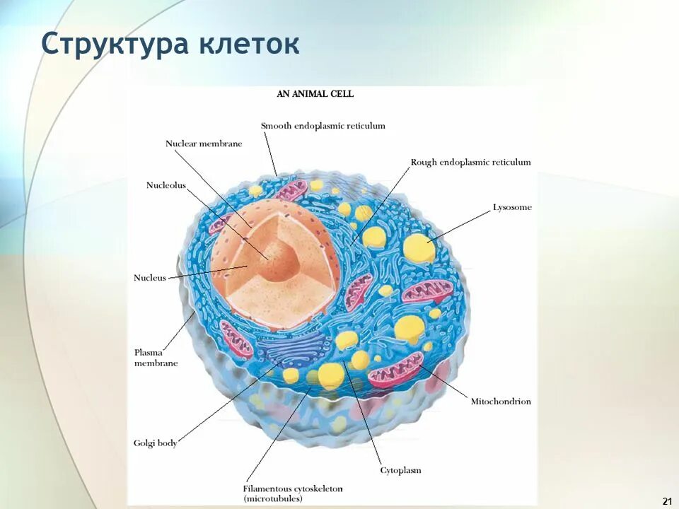 Клетка ее составляющие. Структурный состав клетки. структура клетки. клетка состав строение. структурное строение клетки.