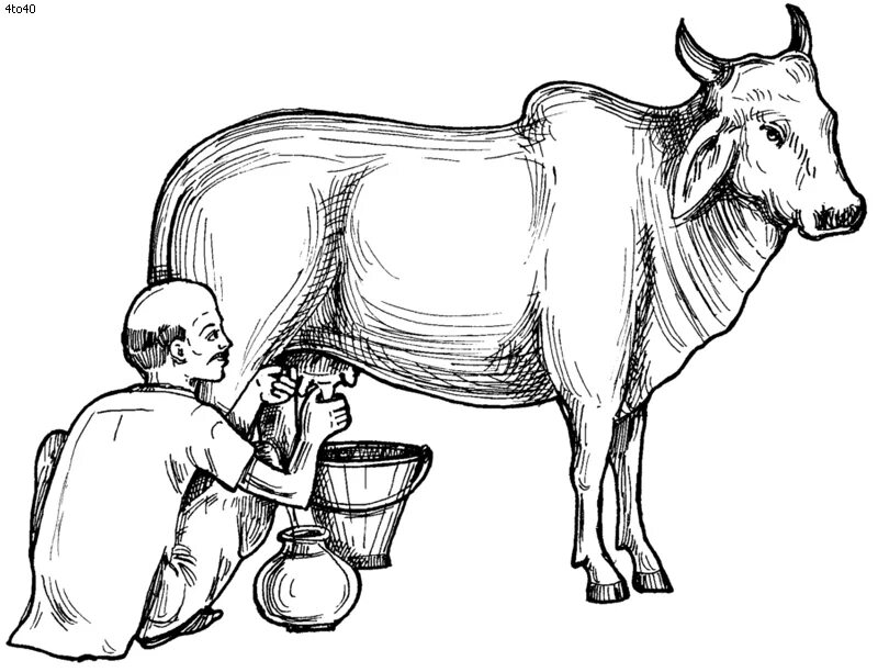 Молоко в древности. Доярка с коровой. Раскраска корова с молоком. Корова и человек. Молоко раскраска.