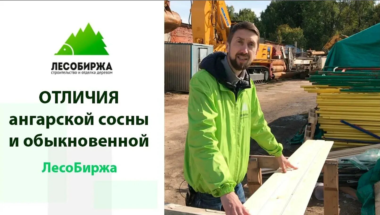 Лесобиржа в архангельске. Ангарская сосна или обычная. Разница с ангарском. Разница с ангарском. Ангарская сосна или обычная.