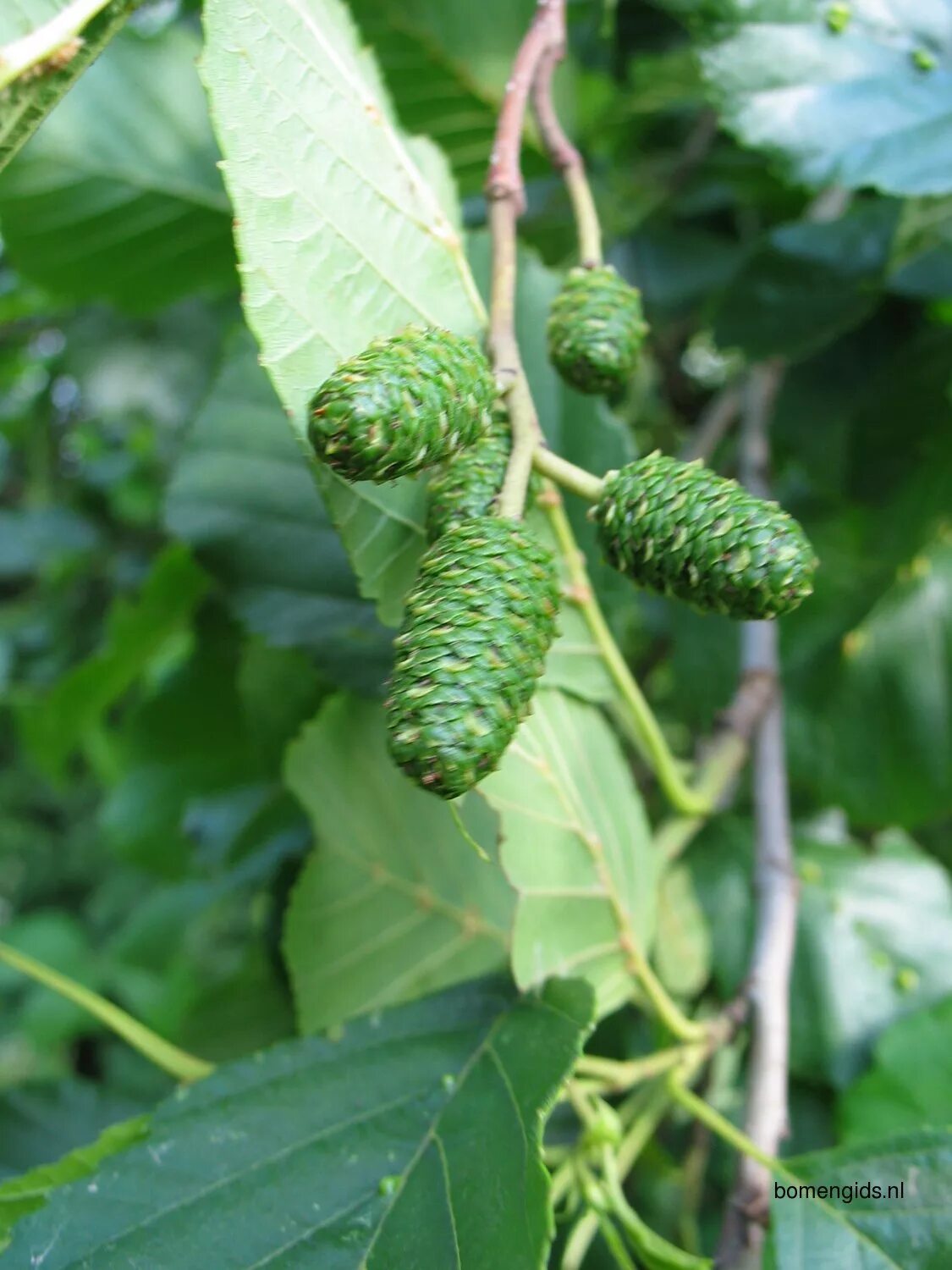 Ольха Alnus glutinosa. Ольха черная (Alnus glutinosa). Ольха манчжурская. Ольха клейкая – Alnus glutinosa.