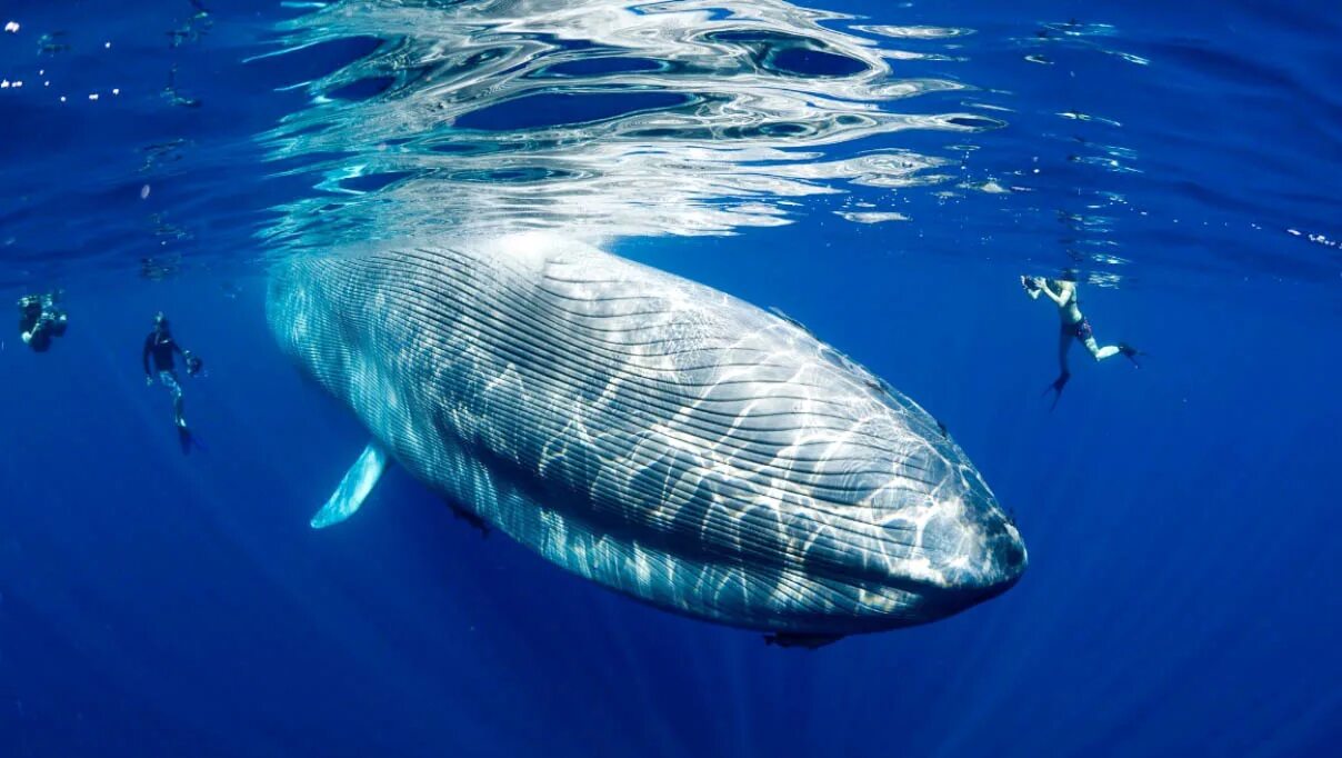 Самые большие животные список. Голубой кит Balaenoptera musculus. Синий кит (голубой кит). Синий кит блювал. Голубой кит блювал.