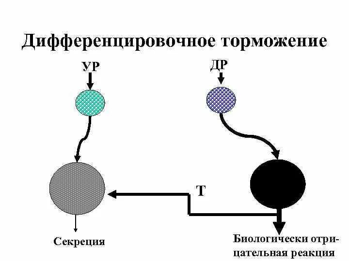 Угасательное торможение. Дифференциальное торможение физиология. дифференцированное торможение условных рефлексов. дифференцированное торможение.