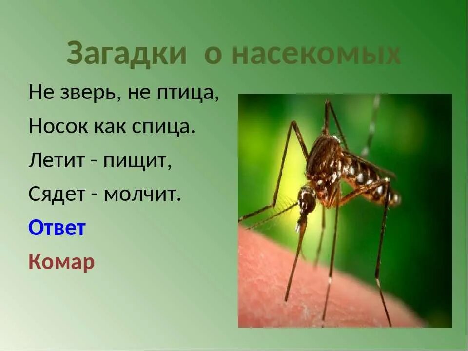 Загадки про насекомых. Загадки по биологии. Загадки про животных и насекомых. Загадки на тему биология. 5 загадок по биологии