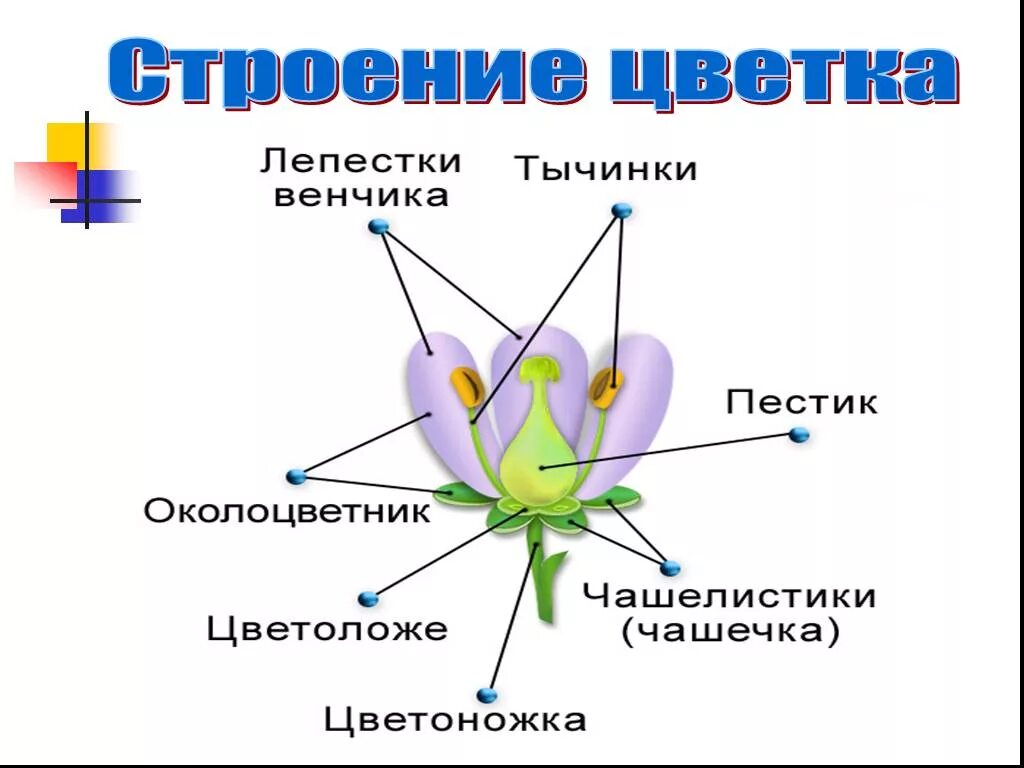 Простые цветки биология. Строение цветка и его функции биология 6 класс. Строение цветка и функции его частей. Строение цветка и выполняемые им функции 6 класс биология. Цветок строение и функции 6 класс.