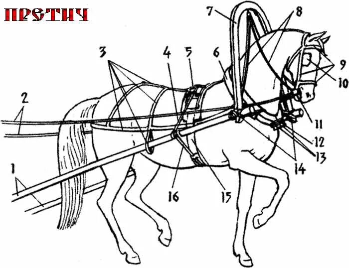 Упряжь для лошади сбоку от оглобель. Лошадь в упряжке сбоку. Строение сбруи лошади. Упряжь для лошади схема.