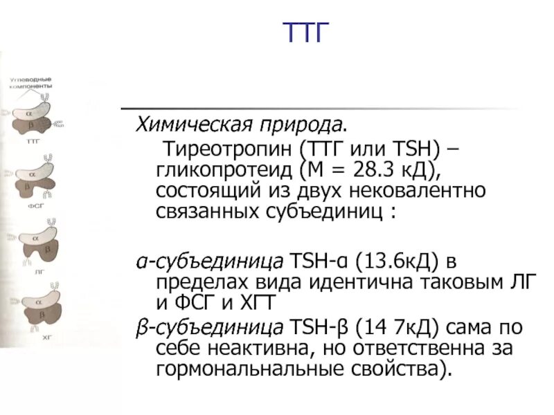 Химическая структура ТТГ. ТТГ функции. ТТГ химическая природа. Тиреотропин химическая природа.