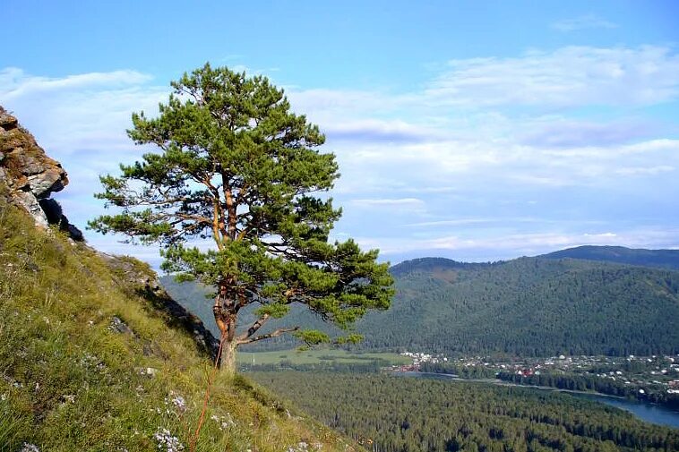 Соузга горно алтайск