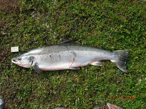 Как выглядит рыба лох Pin by يحيى تركو on 1=2عجائب مخلوقات البحر Dangerous fish, Weird fish, Chernobyl