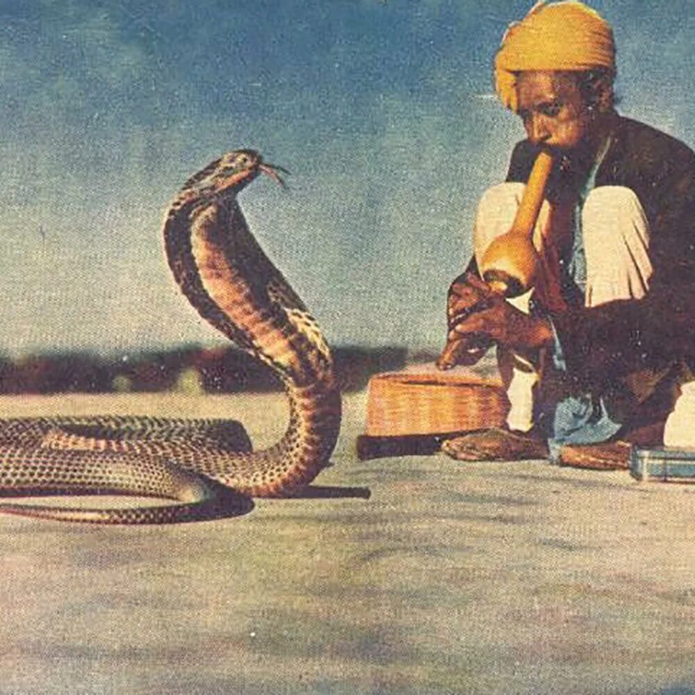 Music snake. Факир и Кобра. Заклинатель змей. Дудка и змея. Змея под дудку.