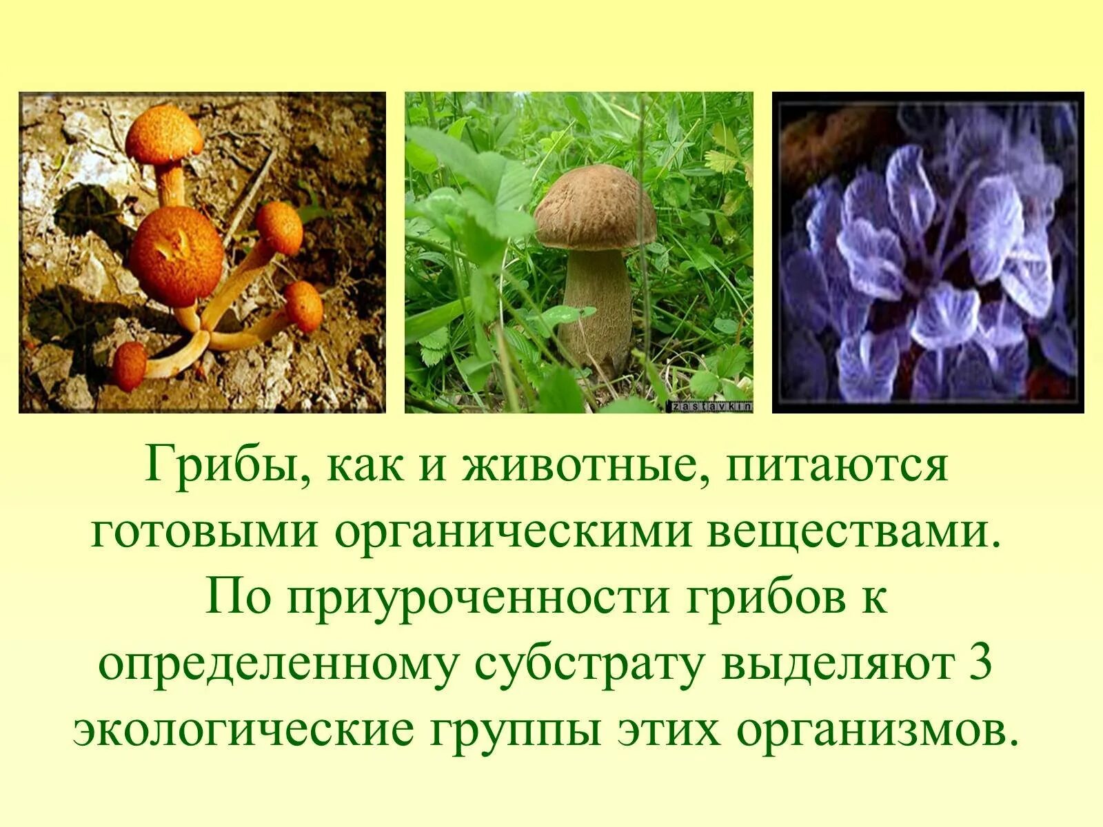Кто питается готовыми органическими. Роль грибов в природе. Грибы питаются органическими веществами. Грибы для человека и природы. Важность грибов в природе.