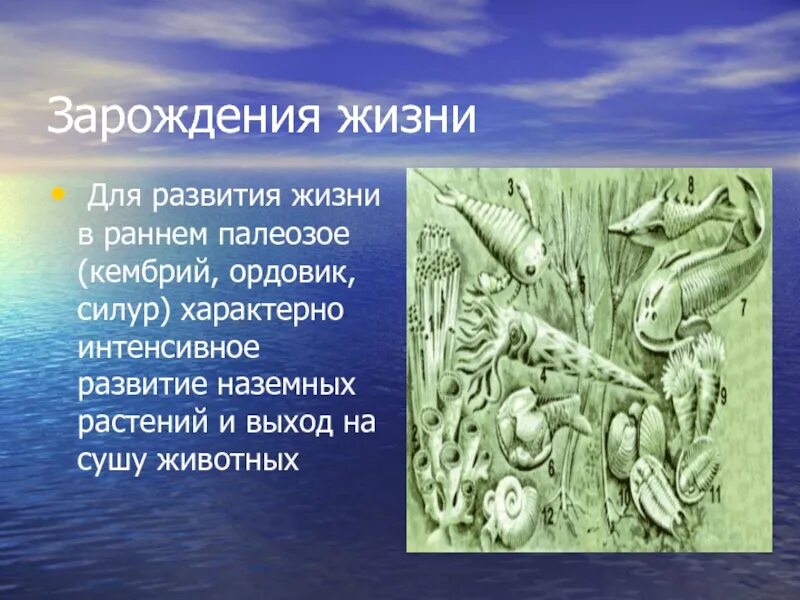 Развитие жизни в раннем палеозое Кембрий Ордовик Силур. Зарождение жизни Ордовик. Жизнь на земле зародилась. Жизнь зародилась в воде. Жизнь на земле зародилась на суше