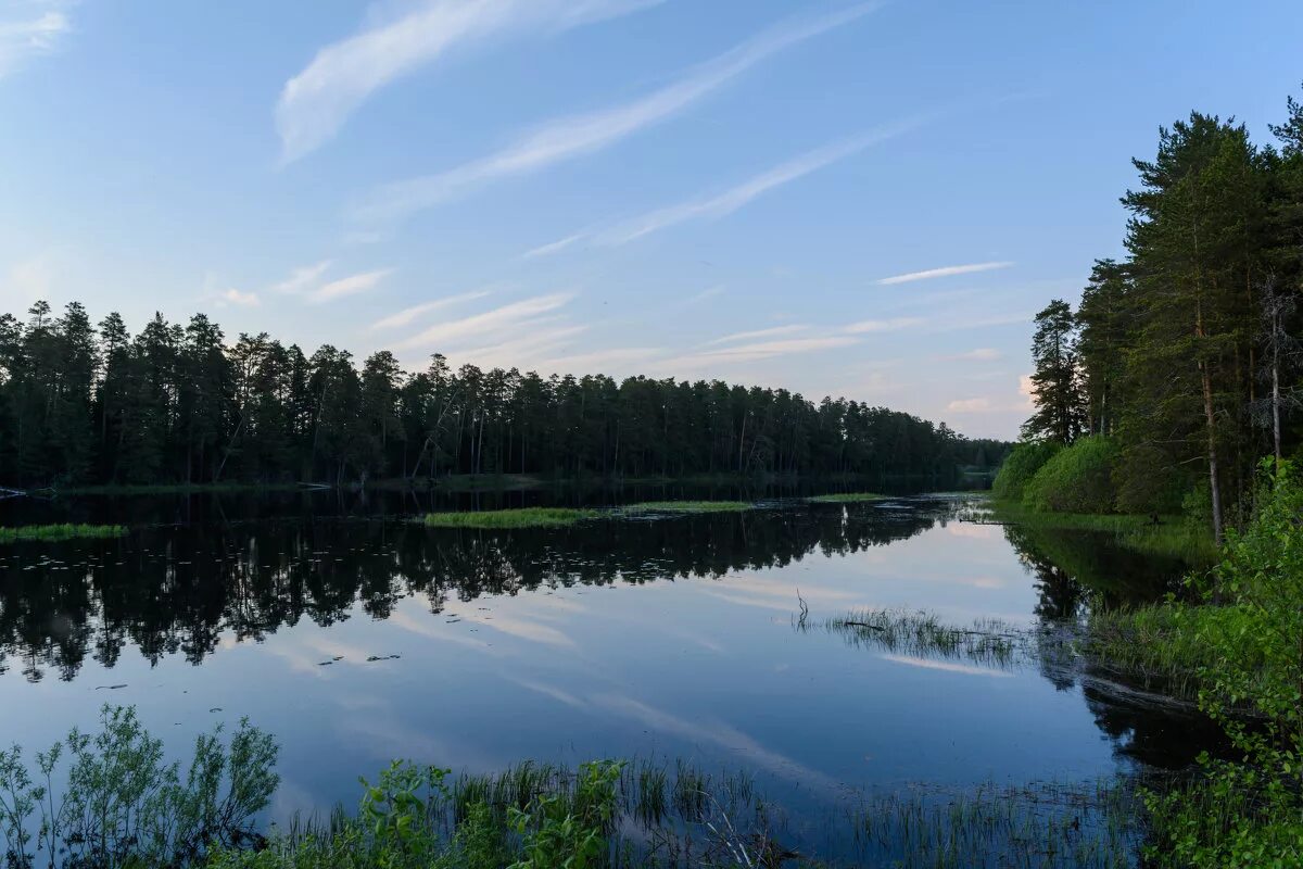 Жирновск сосновый лес. Сосновый бор чернец. Сосновый бор с полянкой. Сосновый бор чернец. Сосновый бор брянск.