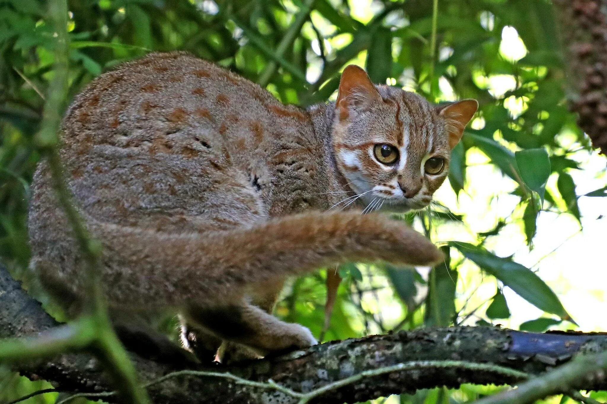 Пятнистая ржавая кошка