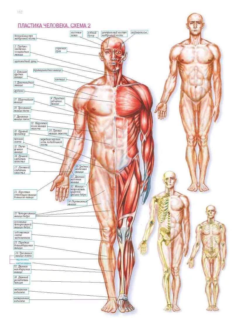 Строение тела человека. Анатомическая схема человека. Пеатмоич человнка. Организм человека анатомия.