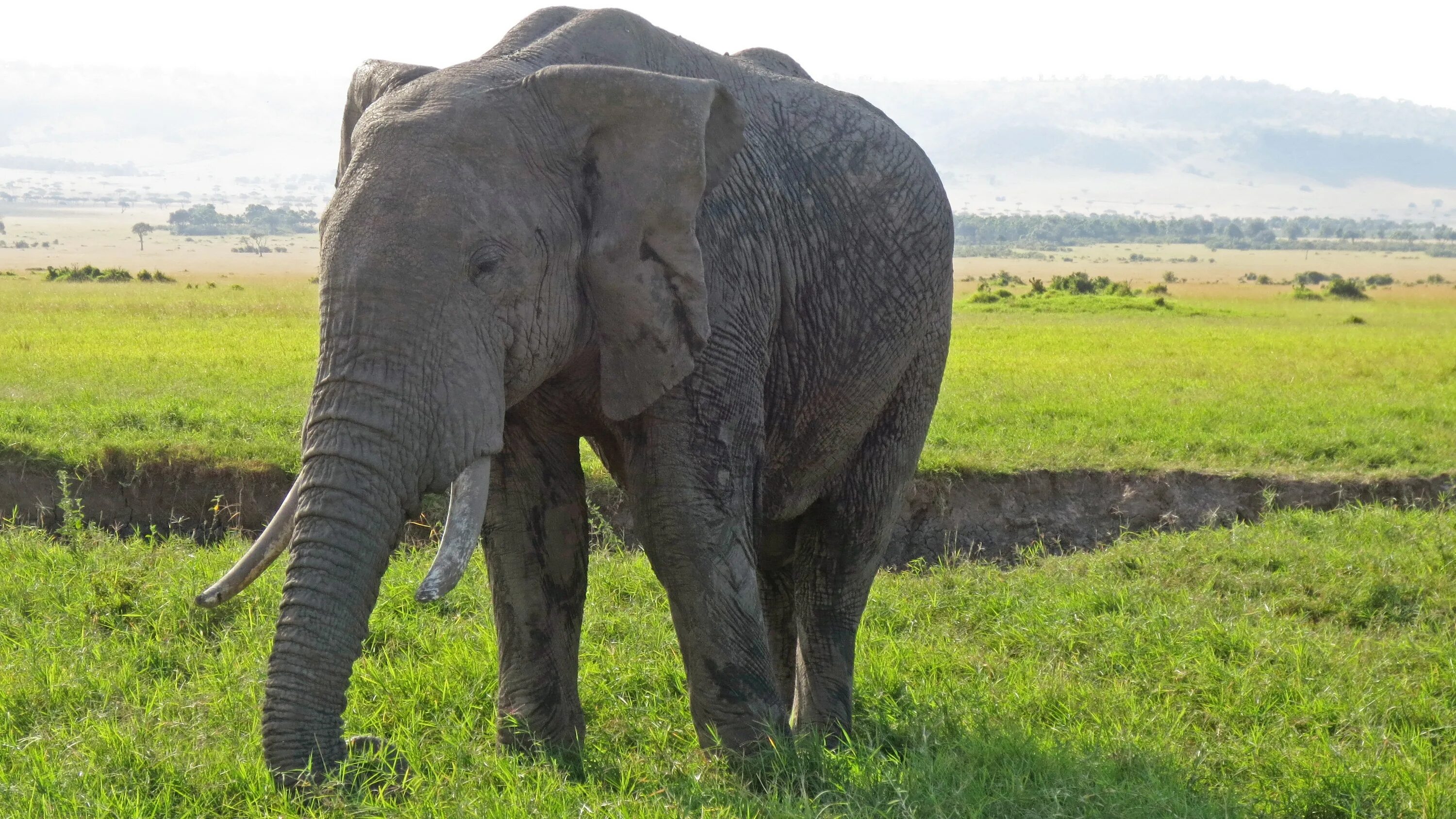 Слоны какой слон крупнее. Хоботные (млекопитающие). Африканские слоны. Коров слоны.