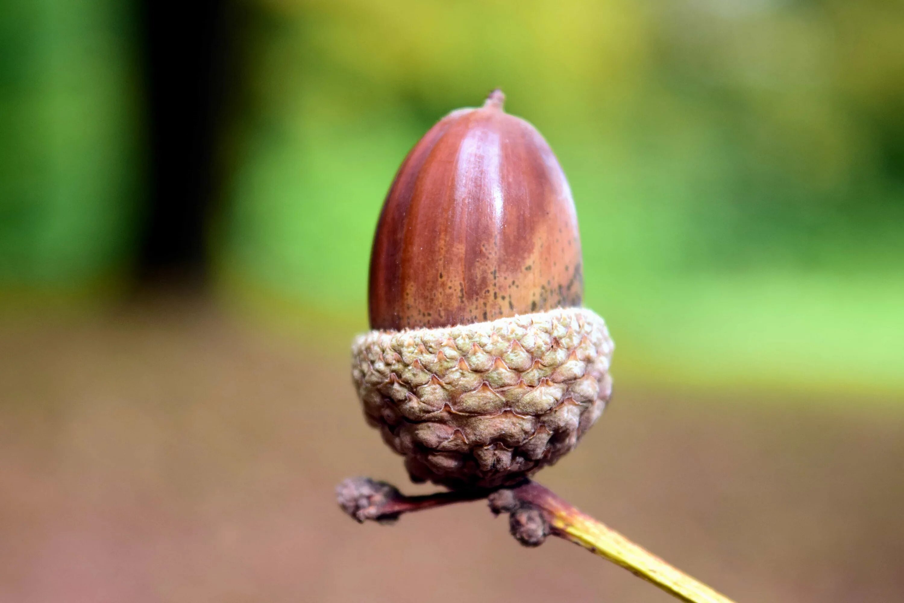 грибы и желуди. желуди на земле. Quercus macranthera жёлудь. плод дуба желудь. дальневосточные желуди.