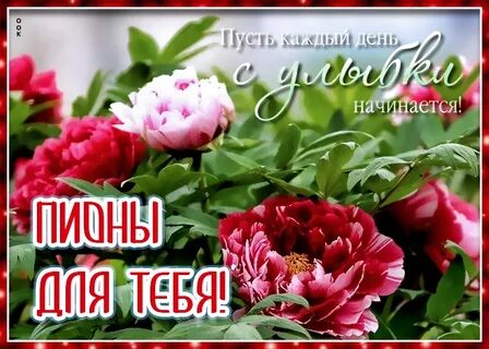Подарю тебе пионы