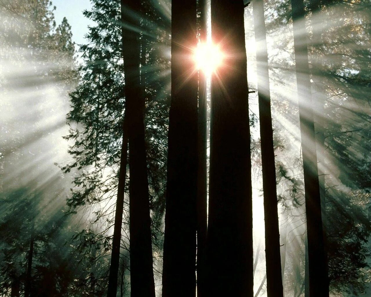 Луч света читать. Лучи солнца. Солнце сквозь деревья. Лучи солнца сквозь деревья. Свет солнца.