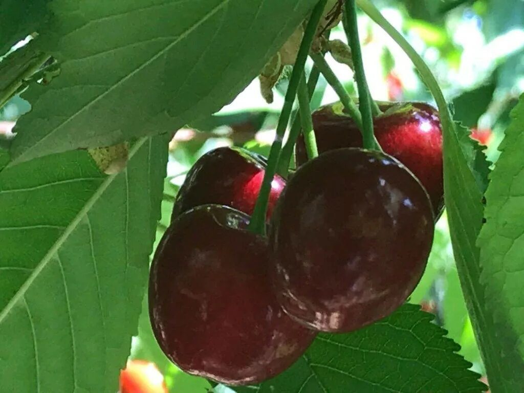 Черешня какой сорт лучше. Сорт черешни Дайбера черная. Черешня Дайбера черная дерево. Черешня сорт Мелитопольская. Черешня крупноплодная Дайбера.