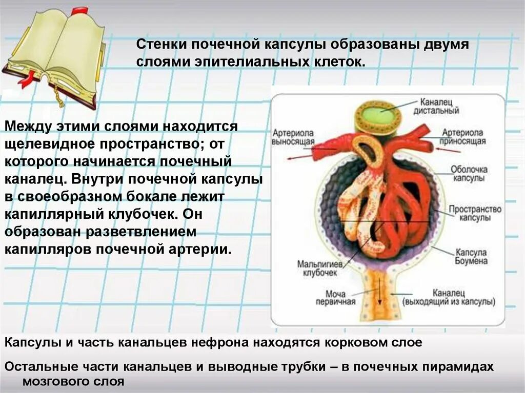 Стенки почки. Стенки почечных канальцев. Капсулы нефронов находятся в мозговом