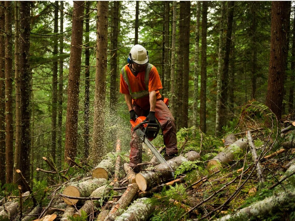 Заготовка леса. Заняться заготовкой леса. Спиленные деревья в лесу. Лесорубы спиливают деревья. Штабель леса.