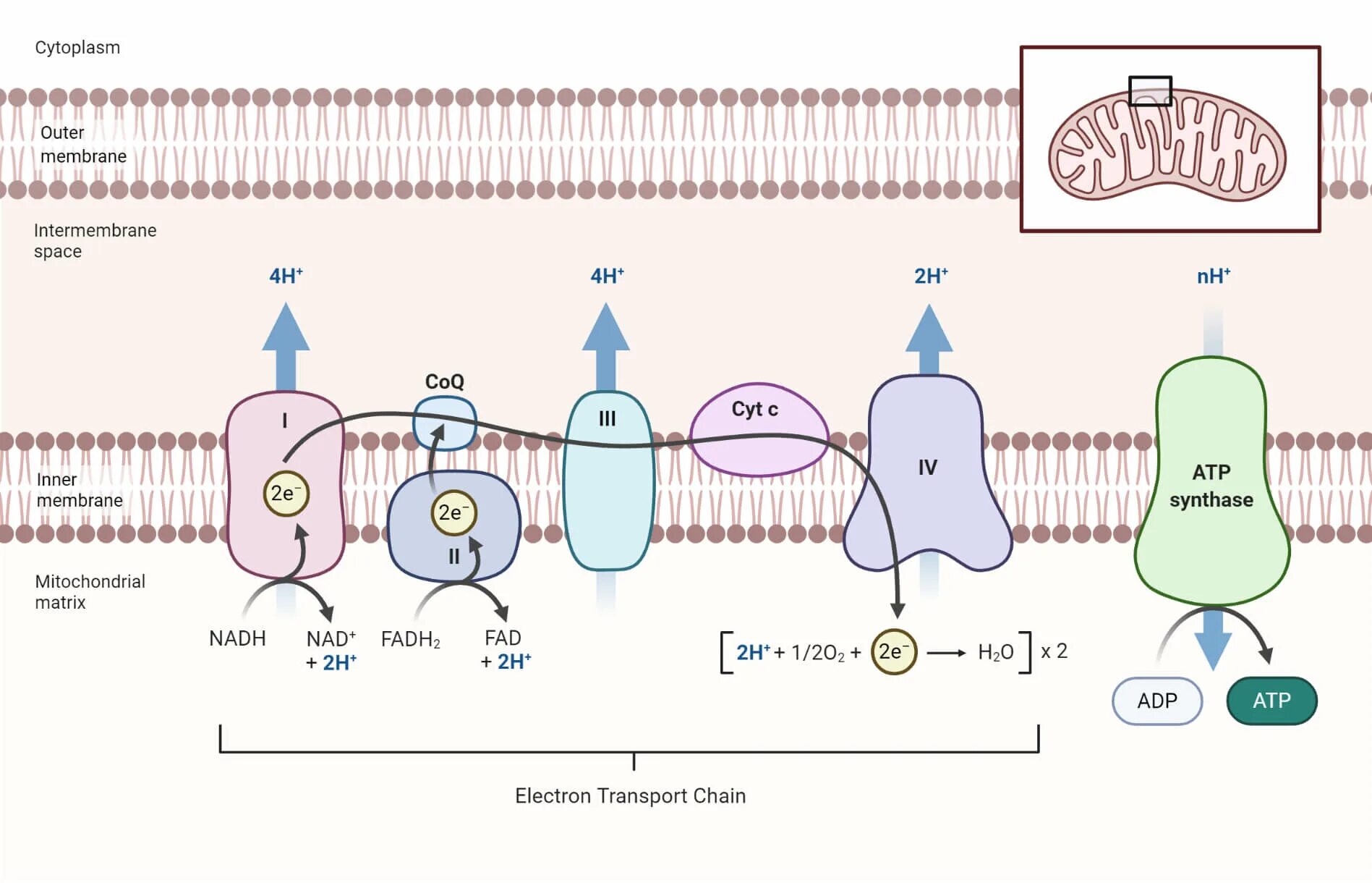 Electron transport Chain. Дыхательная цепь переноса электронов. Электронтранспортная цепь митохондрий. Electron transport Chain in mitochondria.