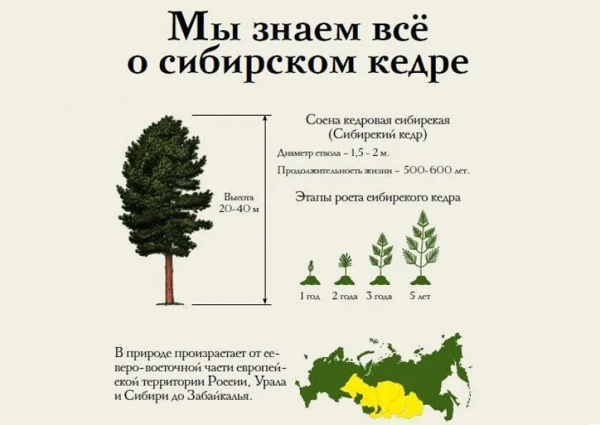 На сколько быстро растет. Кедр Сибирский рост в год. Сосна Кедровая Сибирская диаметр кроны. Сосна обыкновенная диаметр кроны взрослого дерева. Этапы роста сосны кедровой.