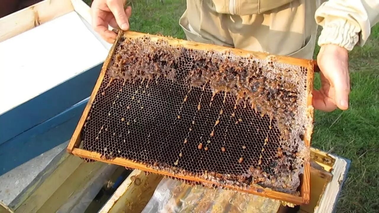 Сироп для подкормки пчел. Пчеловодстве для подкормки пчёл. Подкормка пчёл зимой сахарным сиропом. Зимняя подкормка пчел. Весенняя подкормка пчел сиропом