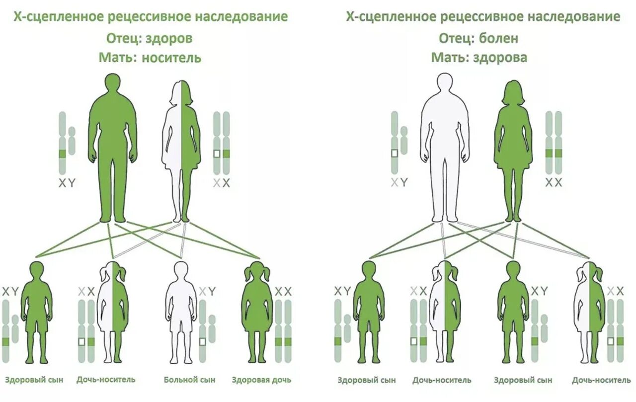 Рецессивный омега. Х сцепленный рецессивный Тип наследования схема. Х рецессивный Тип наследования. Х-сцепленное рецессивное наследование схема. Аутосомно-рецессивный Тип наследования схема.