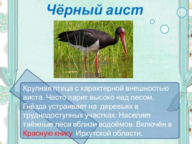 Текст черный аист основная мысль. Текст черный аист основная мысль. Меры охраны черного аиста. Текст черный аист основная мысль. Текст черный аист основная мысль.