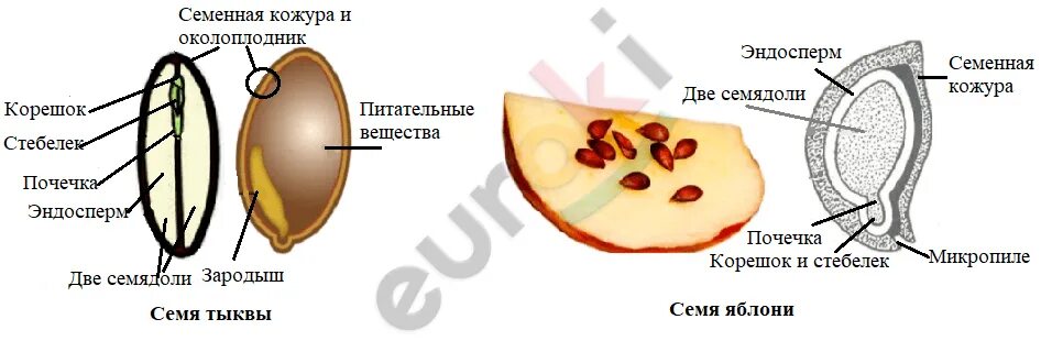 Изучите строение семени яблони тыквы подсолнечника. Строение семени тыквы 6 класс. Строение семени яблони тыквы и подсолнечника. Яблок строение семени яблони.