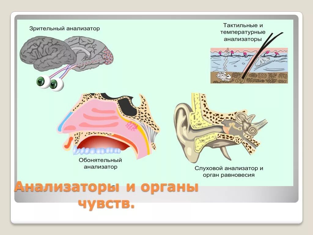 Органы чувств 8 класс биология презентация. Зрительный слуховой вкусовой обонятельный осязательный анализатор. Зрительный слуховой обонятельный анализаторы это. Анализаторы органы чувств. Органы чувств анализаторы 8 класс.