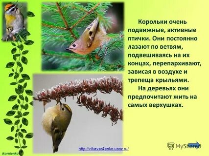 Королек описание