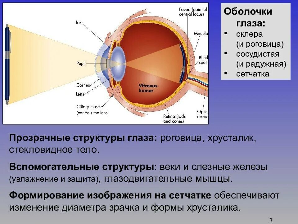 Функции оболочки глаза сетчатка. Оболочки глаза роговица и склера. Оболочки глаза строение склеры. Строение глаза сетчатка роговица хрусталик. Склера сосудистая оболочка сетчатка.