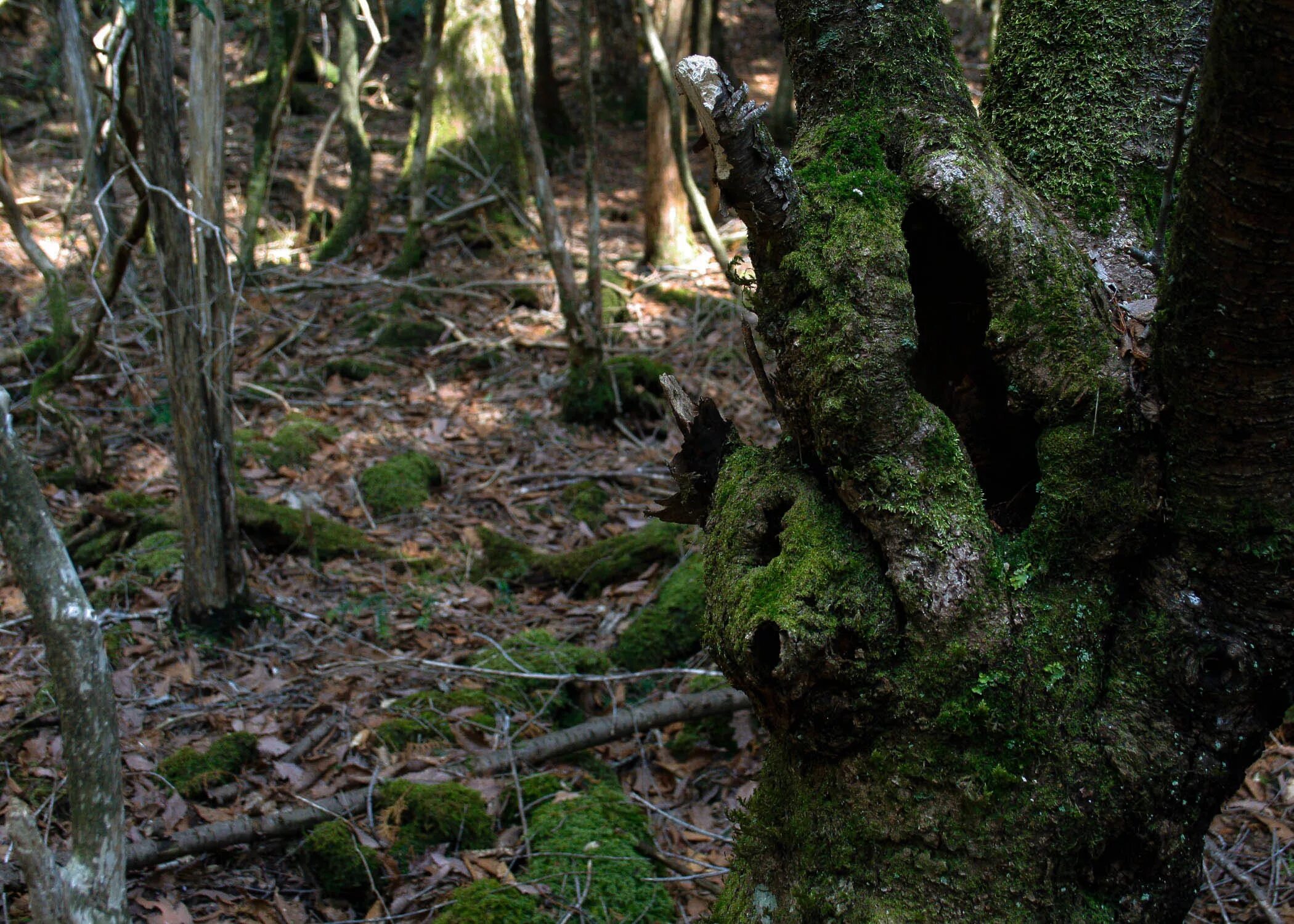 лес самоубийц 2015 отзывы