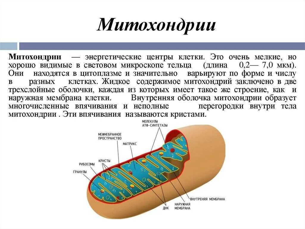 Каковы строение и функции митохондрий. Кристы митохондрий. Структура клетки митохондрии. Митохондрии на схеме клетки.