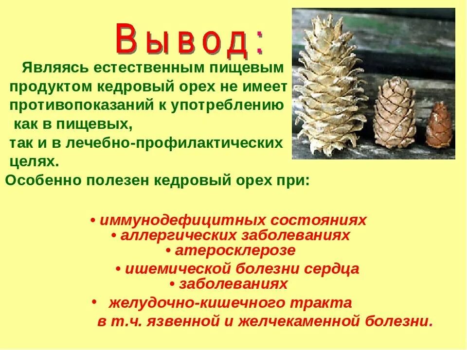 Хвойные питание. Чем полезен Кедровый орех. Польза кедровых орехов. Кедровые орехи польза. Чем полезны кедровые орешки.