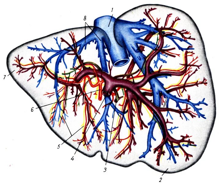 2 сосуда печени. Печеночная Вена анатомия. Лимфатическая система печени анатомия. Артерии печени анатомия. Вены и сосуды печени анатомия.