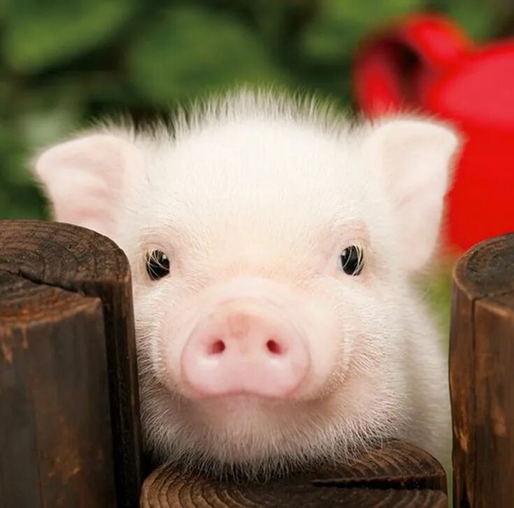 Cute baby animals, Cute animals, Cute little animals