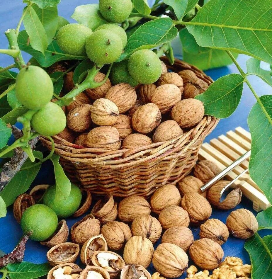 Орех грецкий (Juglans Regia). Грецкий орех идеал. Орех грецкий скороплодный идеал. Грецкий орех сорт Астаховский. Орехи идеал купить