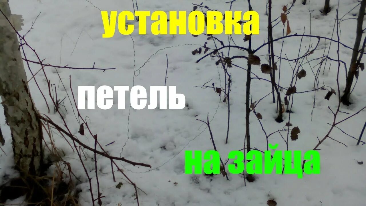 Как ставить петли на зайца зимой правильно. Как правильно ставить петли на зайца. как ставить петли на зайца зимой. как ставить петли на зайца зимой видео. как правильно сделать петлю на зайца зимой.