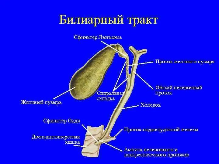 Одди желчного пузыря. Желчный пузырь сфинктер Люткенса. Сфинктер Люткенса Мартынова. Сфинктеров Одди, Люткенса, Мирицци.