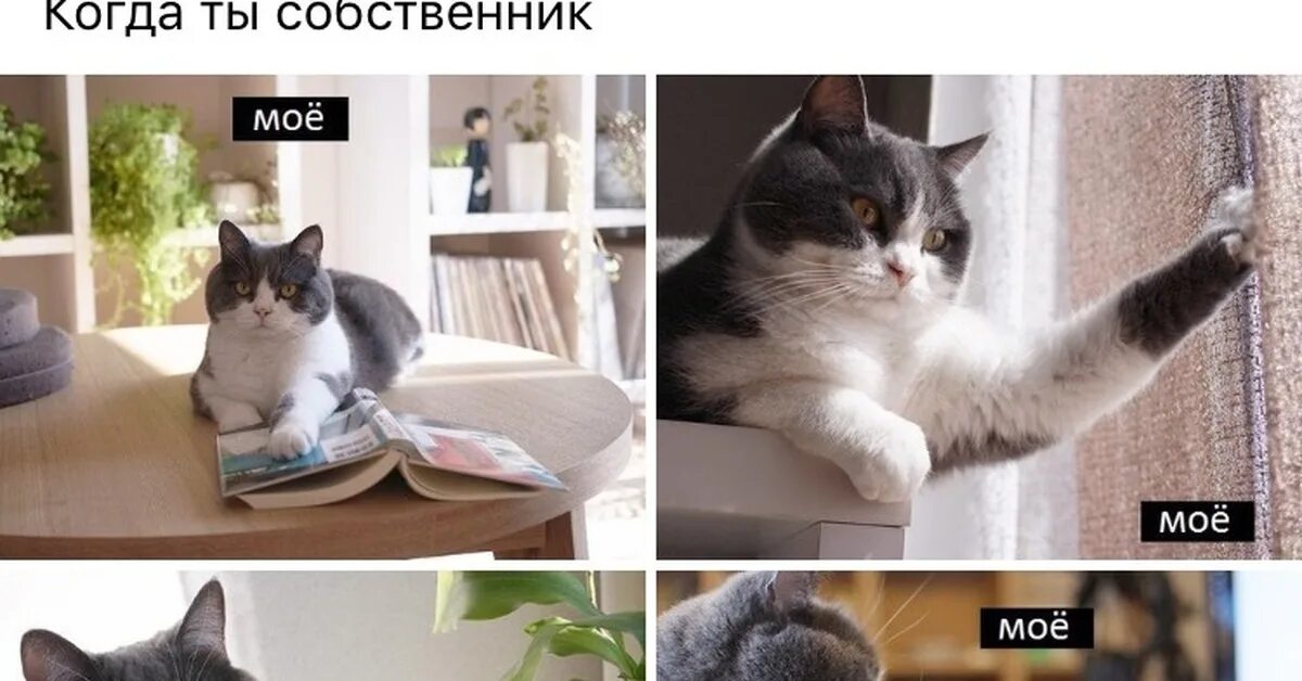 Сымитировать это. Мемы с котиками. Кот собственник. Кот Мем. Мем кот мое.