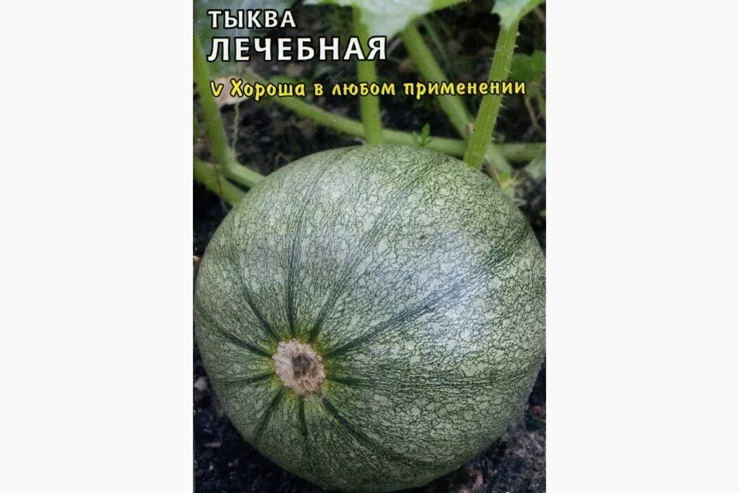 Какой сорт тыквы полезнее. Тыква крупноплодная лечебная. тыква сорта целебная (с. maxima).. тыква сорт лечебная. семена тыква лечебная.