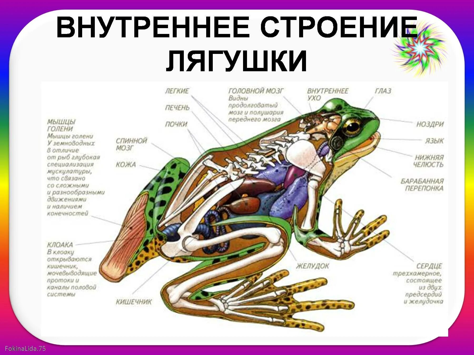 Особенности организма земноводных. Строение земноводные 7 класс биология. Внутреннее строение земноводные биология 7 класс. Внутреннее строение земноводных 7 класс биология. Бесхвостые амфибии строение.