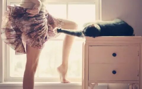 Коты между ног