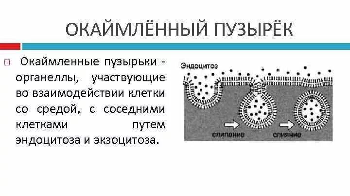 Строение окаймленных пузырьков. Окаймленные пузырьки функции и строение. Строение и роль окаймленных ямок и пузырьков.. Образование и функции окаймленных пузырьков.