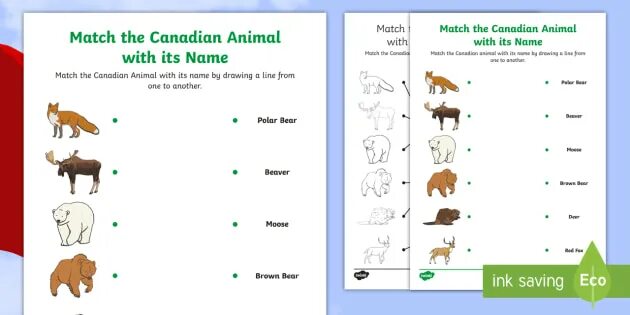 Non matching. Canadian animals for Kids. Canada for Kids. Animals in Canada for Kids. Canada for Kids presentation.