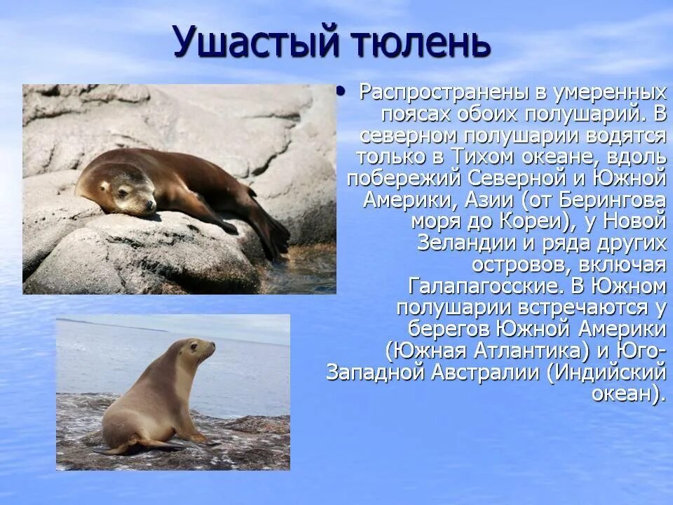 Тюлени самые игривые из ластоногих тип текста. Ушастый тюлень сивуч. ластоногие ушастые тюлени. информация о тюленях. представители тюленей.